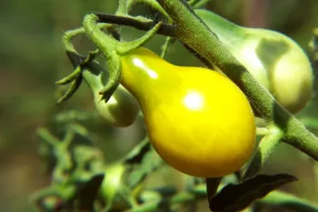 راهنمای کامل کاشت و نگهداری گوجه گلابی