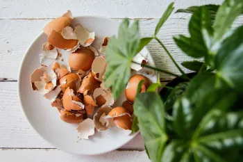 آیا پوست تخم مرغ برای رشد گل ها مفید است؟