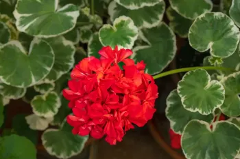 احیای شمعدانی خشک شده (راهنمای نجات گیاه پژمرده)