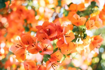 گل کاغذی کله قندی، راهنمای کامل نگهداری و پرورش