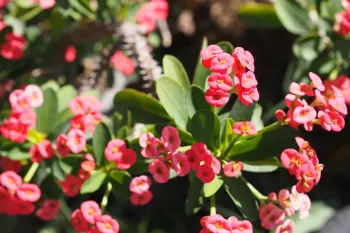 آیا گل فردوس سمی است؟