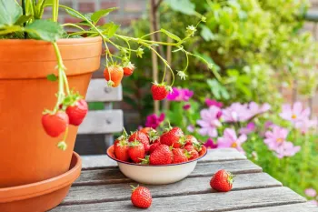 بهترین کود برای درشت شدن توت فرنگی و افزایش باردهی