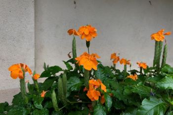 شرایط نگهداری گیاه کرساندرا یا گل فشفشه