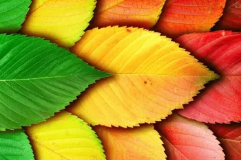 شگفتی های برگ ها: از فتوسنتز تا تغییر رنگ