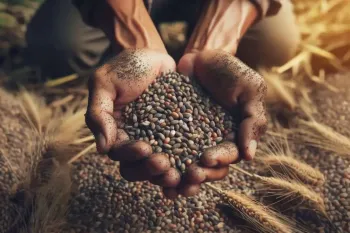 دانه؛ نماد تولد دوباره و گنجینه غذایی