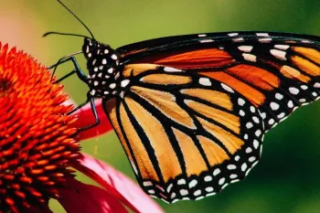 پروانه مونارک: شگفتی مهاجرت و رنگ آمیزی سمی