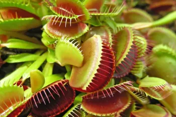 برگ های شکارچی: گیاهان گوشتخوار و مکانیسم های شگفت انگیز شکار