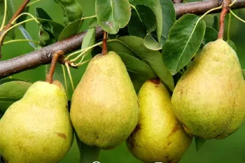 خواص، مضرات و طبع میوه گلابی: از پیشگیری سکته تا درمان زخم معده