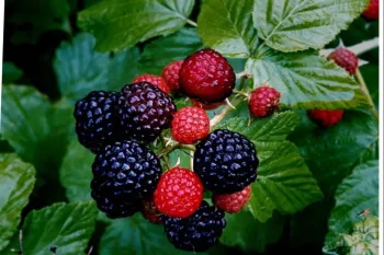 تمشک: از خواص درمانی تا مضرات - یک راهنمای کامل