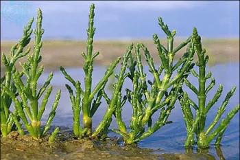 گیاهان شورپسند: راهکاری طبیعی برای بیابان زدایی با آب دریا