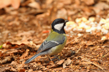چرخ ریسک: پرندگان آوازخوان کوچک جثه و فوق العاده زیبا