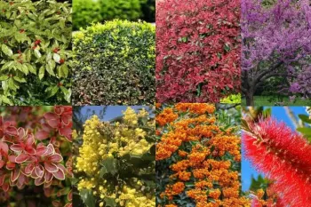 گیاهان: طبقه بندی، انواع و خصوصیات