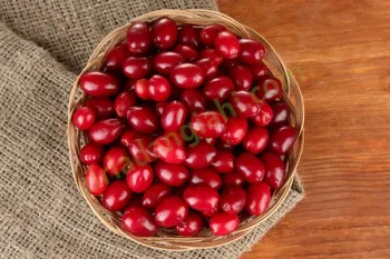 زغال اخته: از خواص درمانی تا هشدارهای مصرف