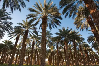 نخل خرما: از تاریخچه تا اصول کاشت و نگهداری