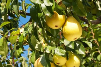 همه چیز درباره درخت گلابی: از کاشت تا نگهداری و هرس