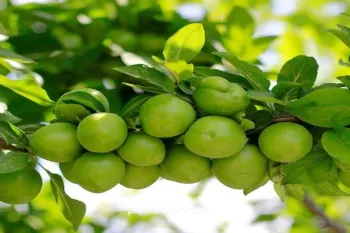 روش های کاشت و پرورش درخت گوجه سبز