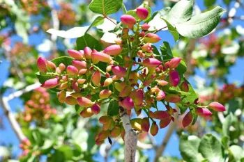 راهنمای جامع کاشت، پیوند و هرس درخت پسته