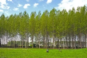 درخت صنوبر: رشد سریع، کاشت آسان و کاربردهای گسترده