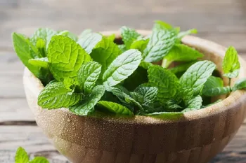 خواص و مضرات نعناع: از تسکین سردرد تا تداخل دارویی