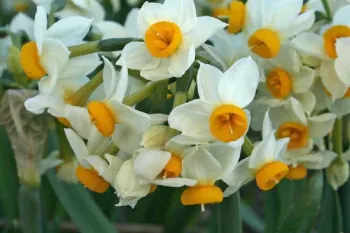 رازهای نگهداری و پرورش گل نرگس؛ از کاشت تا شکوفایی