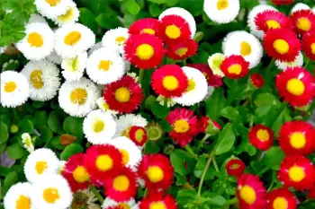 گل مینا: نگهداری، خواص درمانی و روش های تکثیر