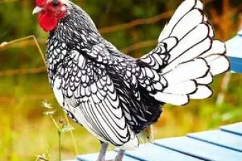 شعر زیبای کودکانه به خاطر خروسه