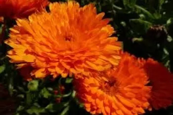 گل همیشه بهار؛ گیاهی زینتی و دارویی با نیازهای ساده