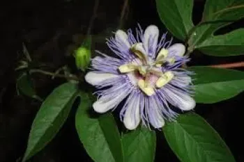 راهنمای جامع نگهداری و تکثیر گل ساعتی (Passion Flower)