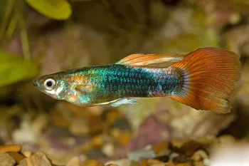 راهنمای کامل نگهداری و تغذیه ماهی گوپی