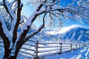 شعر درخت زمستان از افسانه شعبان نژاد یادآور خاطرات برفی کودکی