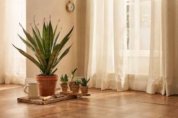 راهنمای کامل نگهداری سانسوریا نیزه ای