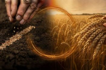 معنای ضرب المثل هرچه بکاری همان را درو می کنی