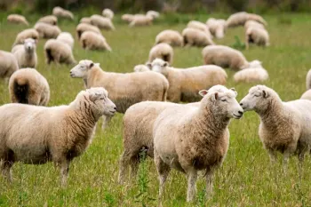 این صدای گله گوسفندان را حتما بشنوید !