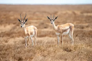 دانلود صدای آهو با کیفیت بالا !