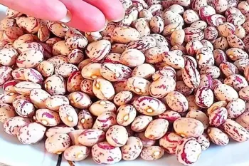 راز لعاب دار شدن خوراک لوبیای خوشمزه، غذای گیاهی و سالم !