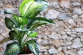 نکات کلیدی نگهداری گیاه دیفن باخیا در خانه برای رشد انفجاری !