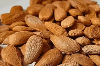 طرز تهیه بادام شور زردآلو ساده و خوشمزه / بو دادن هسته زردآلو !