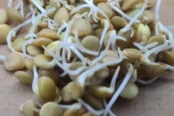کالری و ارزش غذایی جوانه عدس + خواص و مضرات آن