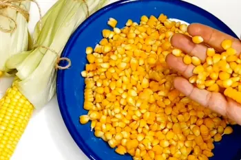 فرق بین ذرت و بلال در چیست؟ اصلا تفاوتی با هم دارند؟