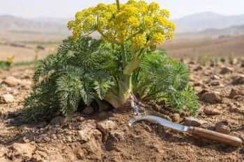 روش کاشت آنغوزه؛ راهنمای کامل پرورش، داشت و برداشت گیاه آنغوزه