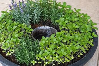 آموزش کاشت ریحان، رزماری و اسطوخودوس؛ باغچه خانگی در گلدان با پوست موز