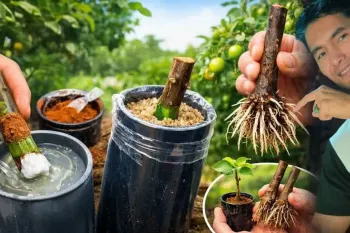 قلمه و ریشه زایی از هر درختی با روش ترکی /با این روش از هر شاخه ی قلمه بگیر و ریشه دار کن