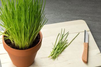 کاشت تره در گلدان؛ راهنمای ساده کاشت تره تازه در خانه و روی بالکن