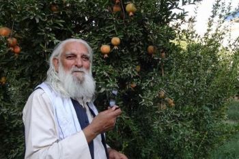 پیرمرد و درخت انار؛ داستانی پندآموز درباره نیکی بدون انتظار