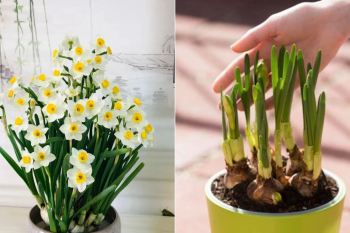 کاشت پیاز گل نرگس در گلدان؛ ترفندهای ساده برای داشتن نرگس های خوش عطر در خانه