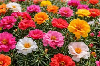 کاشت گل ناز در گلدان برای بالکن؛ راهنمای کامل پرورش گل ناز رنگارنگ و مقاوم