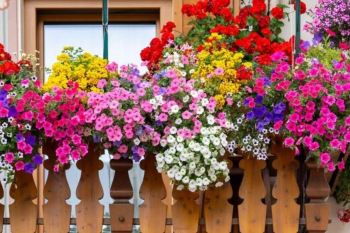 گل اطلسی؛ روش تکثیر و نگهداری این گیاه معطر و رنگارنگ در خانه