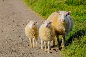 چرا گوسفندان دنبال هم می روند؟ ۵ راز علمی غریزه گله ای!