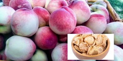 برگه شفتالو؛ گنجینه