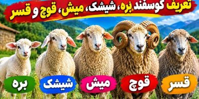 راهنمای خرید گوشت